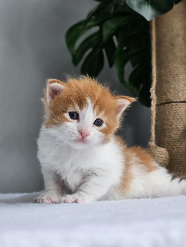 ลูกแมวเมนคูน แท้