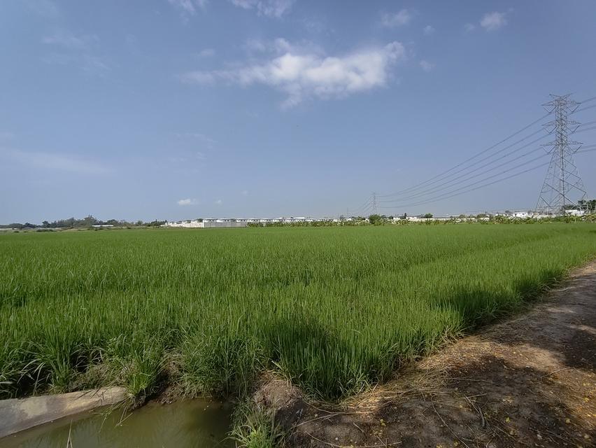 ที่ดิน ซ. เกาะเกรียง อ.เมือง จ. ปทุมธานี 6