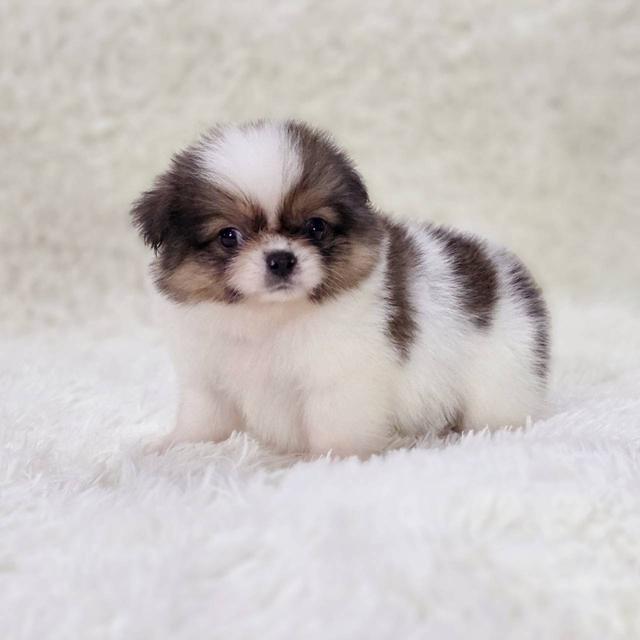 ปอมผสมชิสุ เพศผู้ รามอินทรา 6