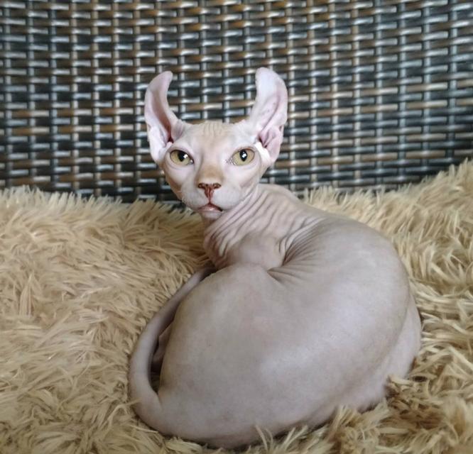 30.แมวดเวล/เพศผู้ Dwelf Cat/Male