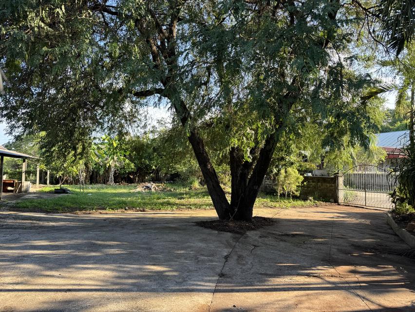 ขายบ้านพร้อมที่ดิน 1ไร่กว่าๆ อ.เมือง จ.เลย 6