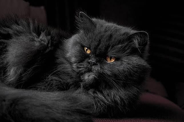 แมวเปอร์เซียสีดำ 2
