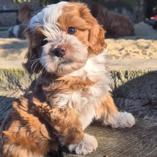 Havanese puppies  WhatsApp me : +66 63 826 3042 รูปที่ 3