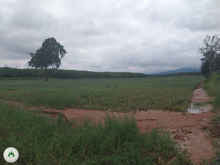 ขายที่ดินโฉนด สวนผึ้ง ไร่ละ 320,000 เนื้อที่ 61 ไร่ วิวเขาสุดสวย 4