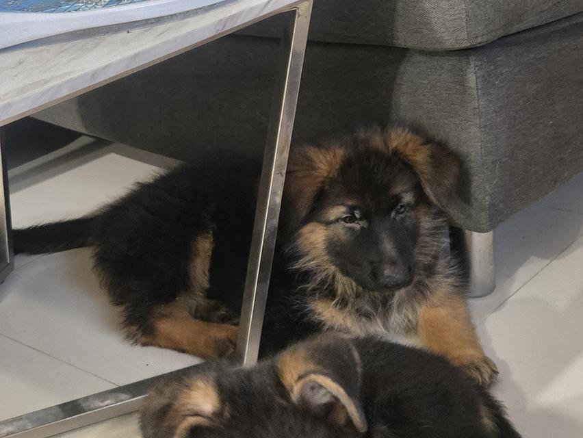 Urgent Sale German Shepherd Puppies and Parents āļĢāļđāļāļāļĩāđ 8