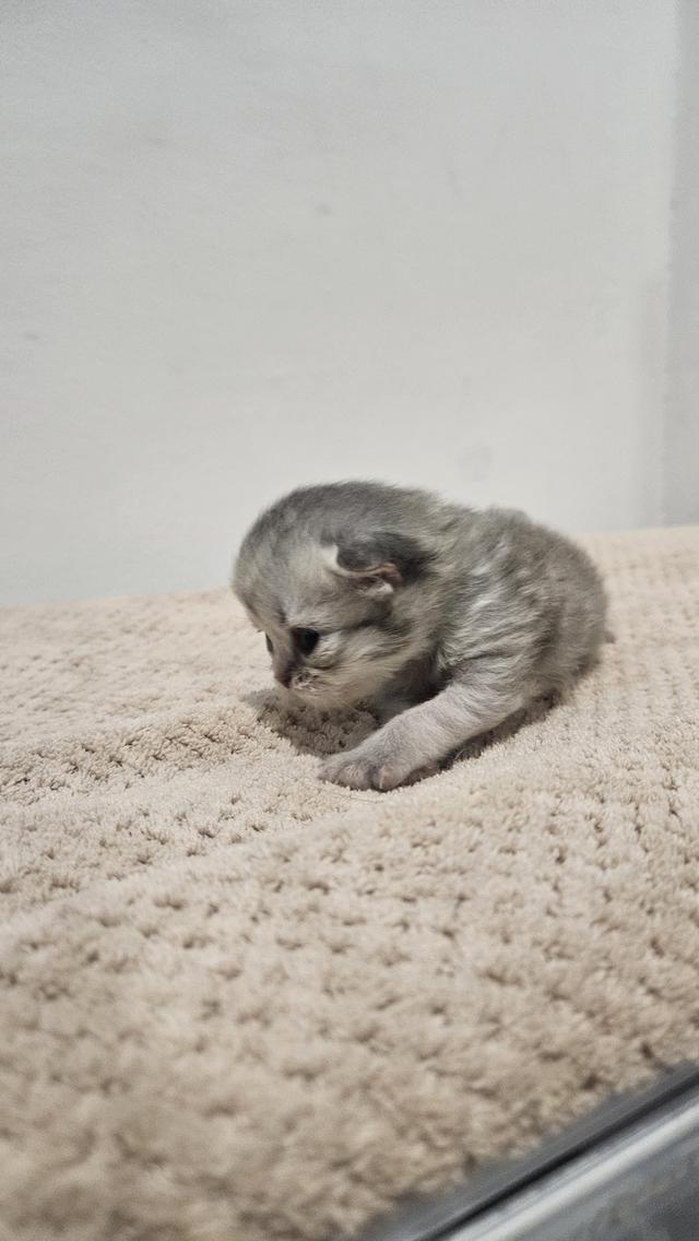 Scottish Fold  สก็อตติชโฟลด์ แท้ ระบบปิดเลี้ยงด้วยรัก รวมวัคซีน ถ่ายพยาธิ หยอดยากันปรสิตและไรหู สมุดวัคซีน 5