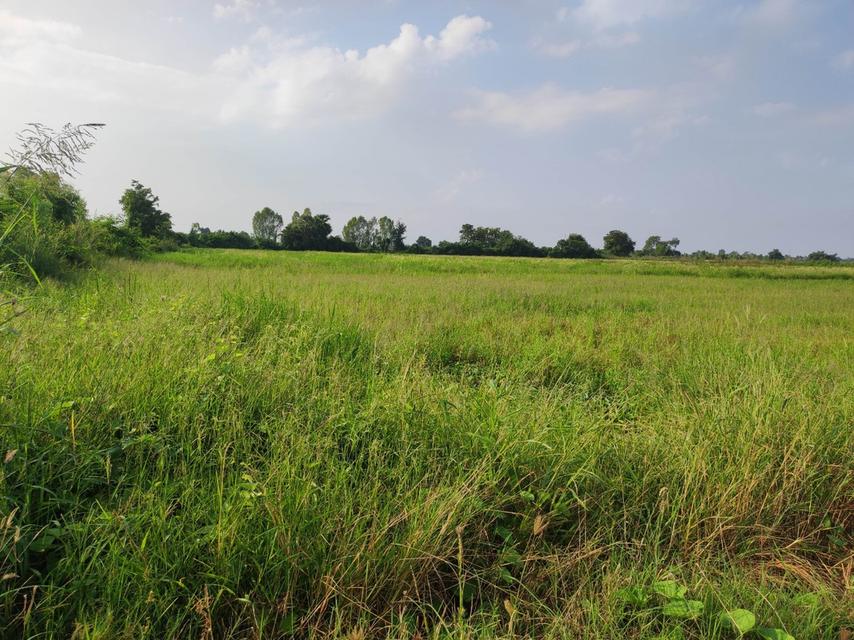 ขายที่ดิน 25 ไร่ ต.เมืองเก่า จ.พิจิตร 2