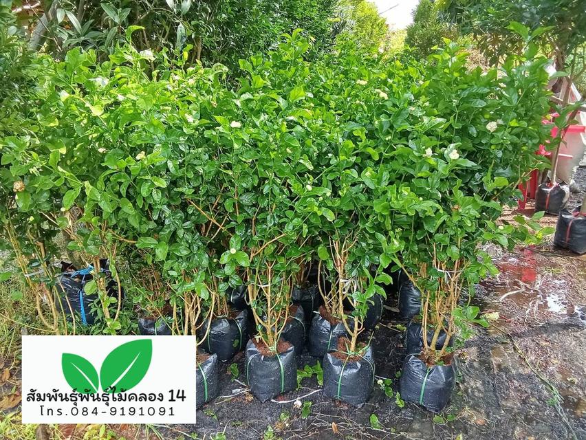 มะลิซ้อน ต้นมะลิซ้อน รูปที่ 3