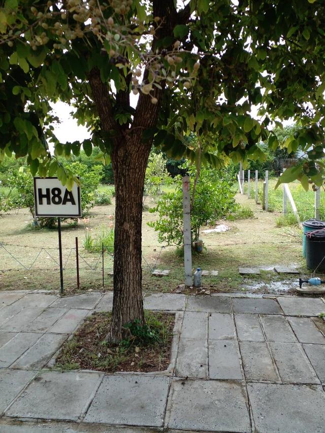 ที่ดินเปล่าจัดสรร(หมู่บ้านวิจิตราธานี) 1