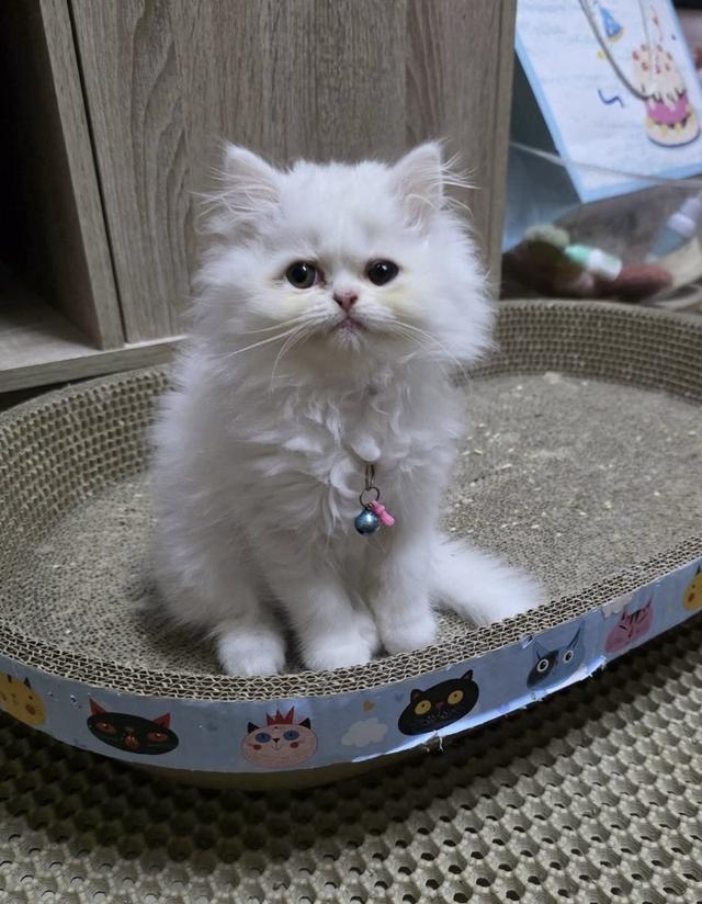 ลูกแมวเปอร์เซีย น้องสีขาว ตาฟ้า น่ารักขึ้อ้อน ฟอรม์หมีขนแน่น 2 เดือนนิดๆฝึกง่าย