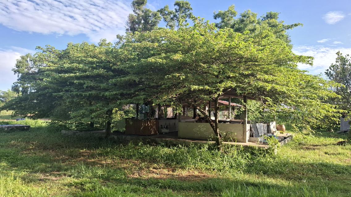 💥คุ้มสุดฯบ้านสวนสองหลังพร้อมที่ดินสองไร่ 5