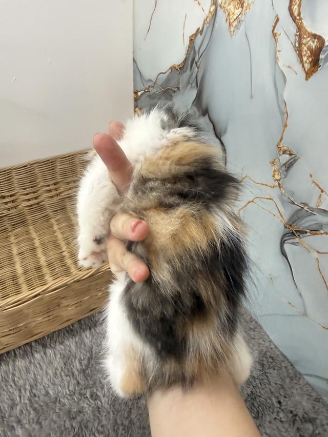 ลูกแมวพันธุ์สก๊อตติชแท้ รูปที่ 2