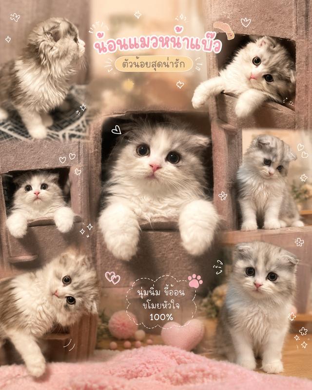 [มีใบแพทย์]น้องเทาขาวทอง(เพศผู้ อายุ2เดือนกว่า)