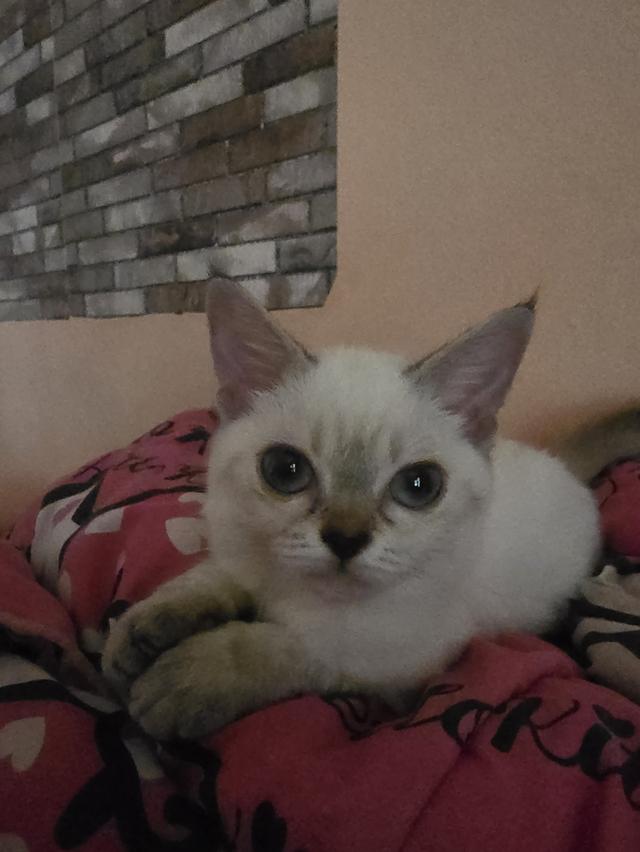 Siamese British Cat "แมววิเชียรมาศบริติชช็อตแฮร์"