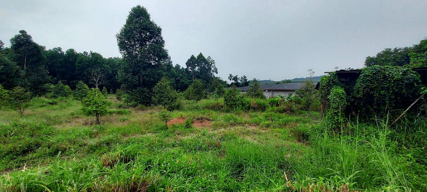 ที่ดิน ต.ห้วยยาง อ.แกลง จ. ระยอง 7 ไร่+ 5.5 ล้าน 4