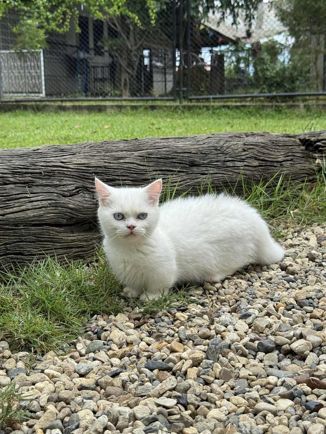 แมวมันช์กิ้น