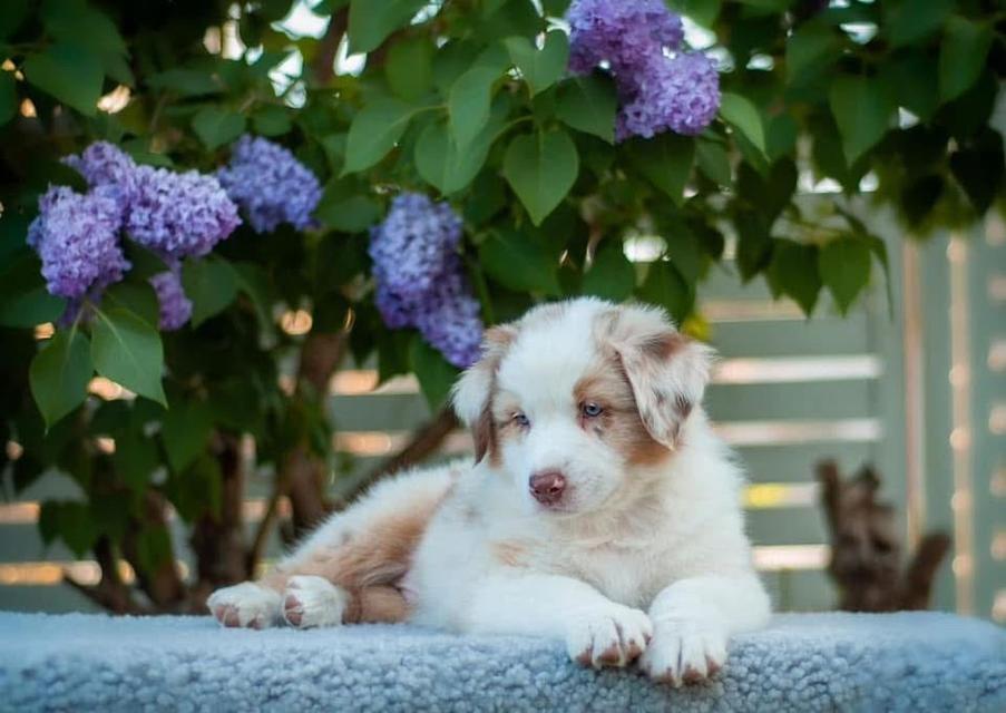 ลูกสุนัข Australian Shepherd นำเข้า 2