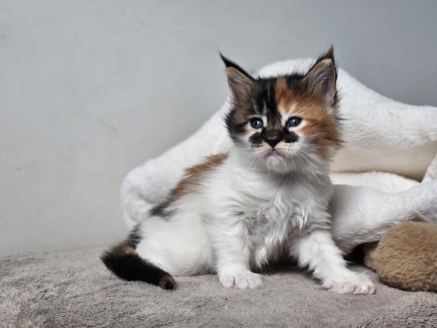 ลูกแมวเมนคูนแท้ เพศเมีย 6