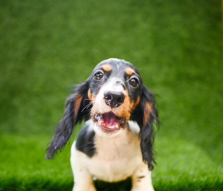 น้องดัชชุน ขนยาว เพศผู้ สีpiebald วัคซีนครบ รูปย่อยที่ 4