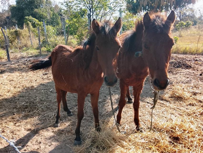 ม้า ผู้เมีย แพคคู่ ราคาถูก