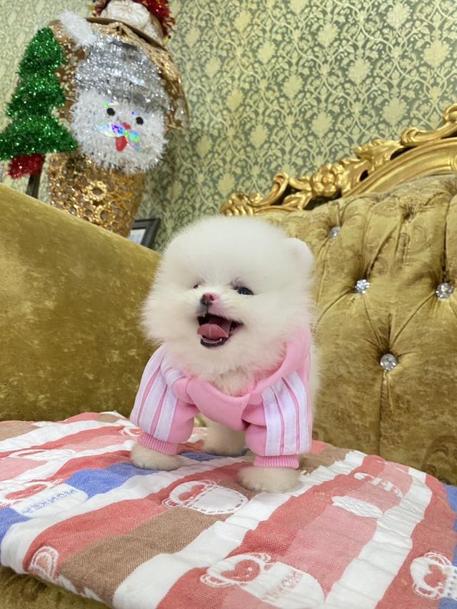 สุนัขปอมเมอเรเนียนแท้  3