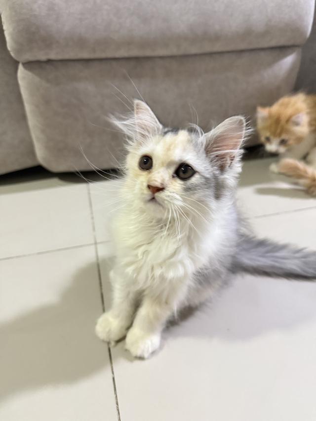 ลูกแมวเปอร์เซีย
