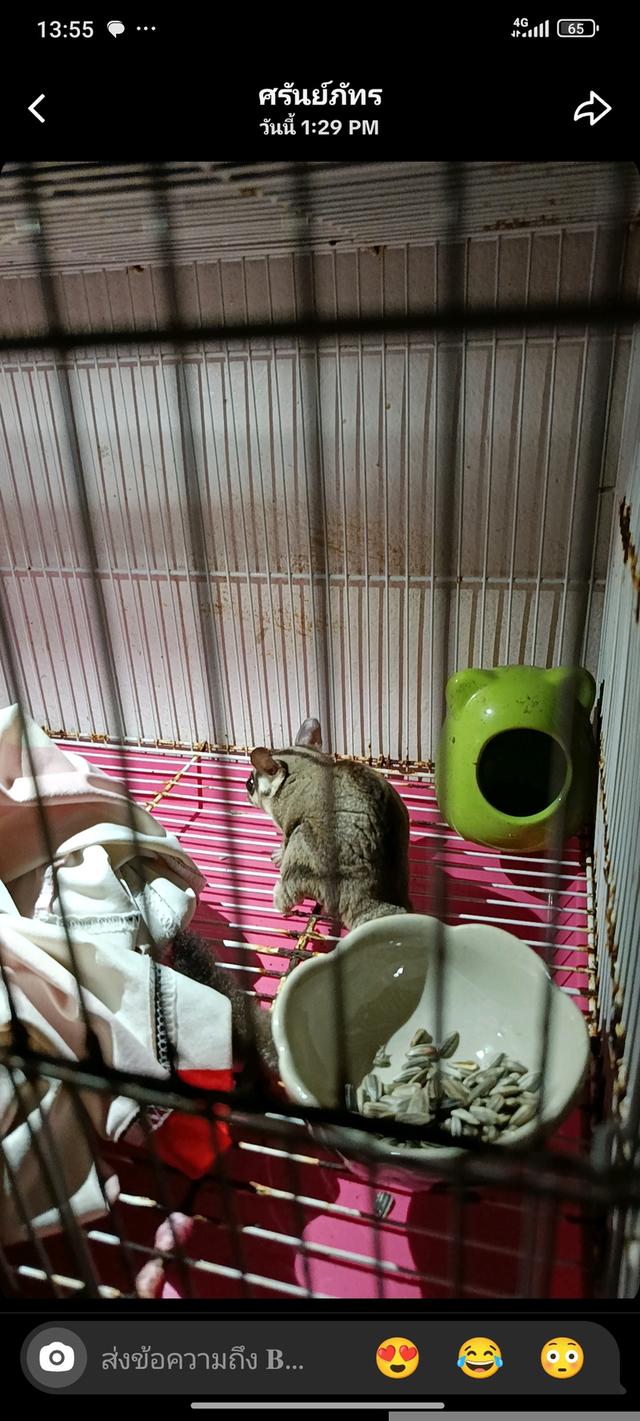 นอมอลขาย600พร้อมกรง+100 รับที่บ้าน4แยกโรงปูน รูปที่ 2