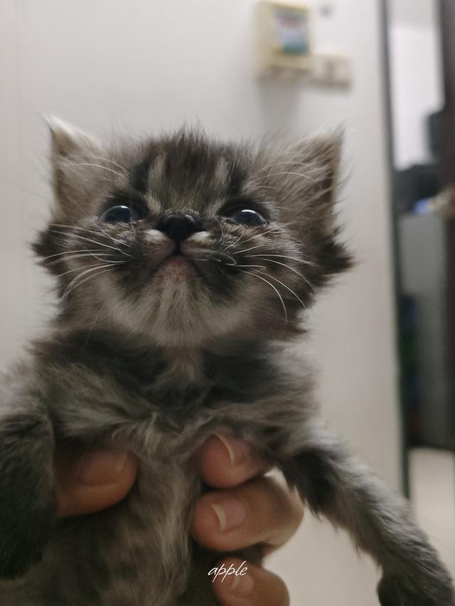 แมว พันธุ์เปอร์เซีย ราคาเบาๆ 2