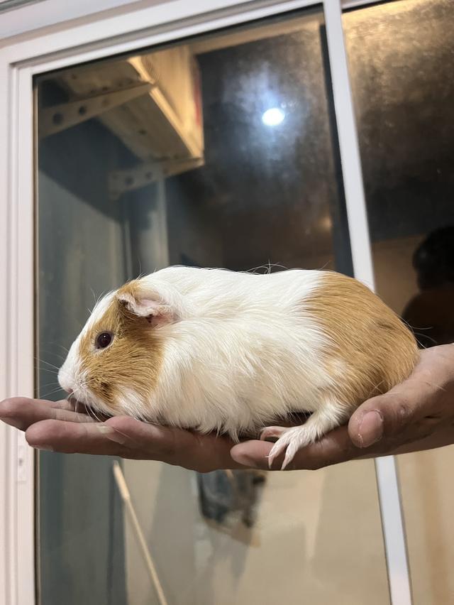 แกสบี้น่ารักๆ 5-6เดือนค่ะ