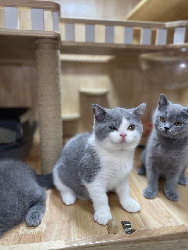 แมวมันช์กิ้นขายาว พร้อมย้าย 12