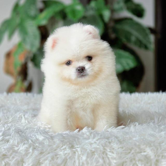 ปอมเมอเรเนียนแท้ เพศผู้ พร้อมย้ายบ้าน รูปที่ 6