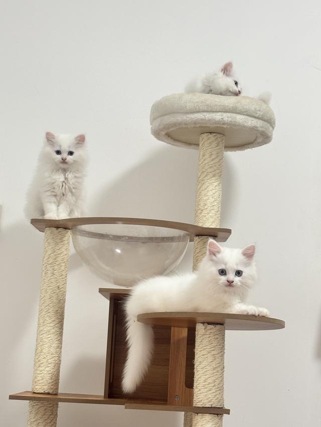 แมวเปอร์เซีย persian cat รูปที่ 2