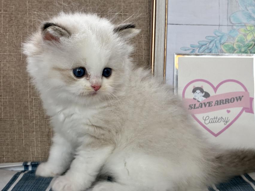 Ragdoll 6