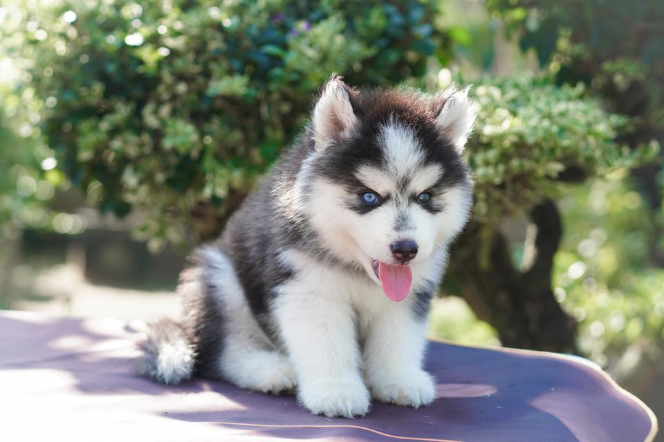 ไซบีเรียนฮัสกี้ Siberian husky ลูกสุนัขไซบีเรียนฮัสกี้ 14