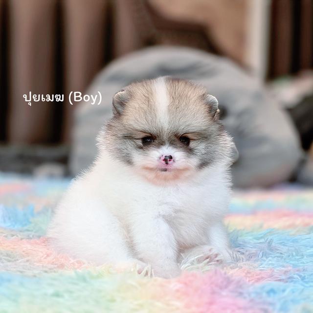 ปอมแท้สีปาร์ตี้ไซส์ทีคัพเพศผู้พร้อมซนวัคซีนฟรี