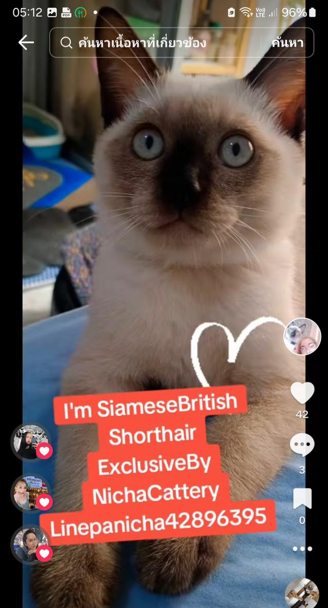 Siamese British Cat "แมววิเชียรมาศบริติชช็อตแฮร์" 3