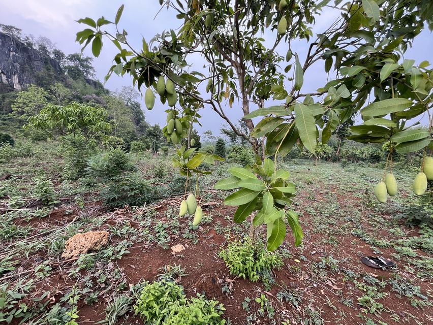 ขายที่ดิน วิวภูเขา⛰️📍จำนวน4ไร่  = 2แปลงติดกัน*แปลงที่1 (2ไร่)*แปลงที่2 (2ไร่)📍ราคาไร่ละ350,000 บาทเอกสาร  นส4จฟรีโอนกรรมสิทธ์ บรรยากาศดี วิวสวย สงบ 4