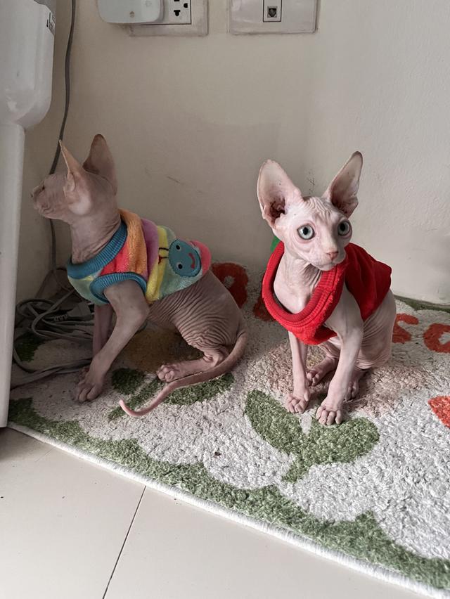 แมวสฟิงซ์ตาฟ้า spyhnx cat รูปที่ 2