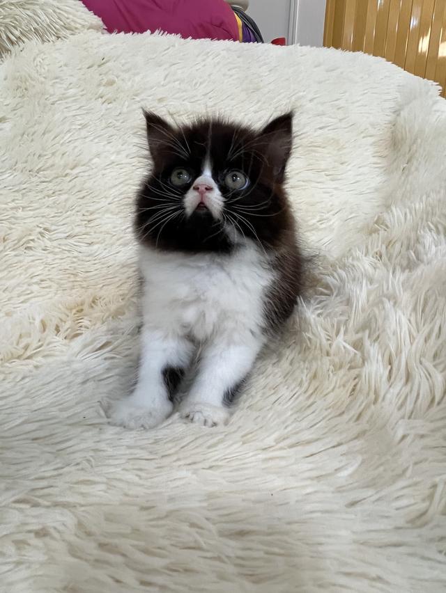 แมวเปอเซีย ดำขาว 🔥🔥🙂🙏 รูปที่ 9
