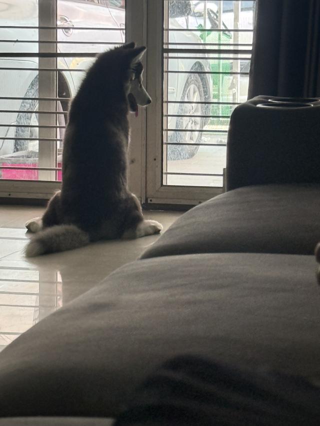 Husky name luna but we call her snow 3