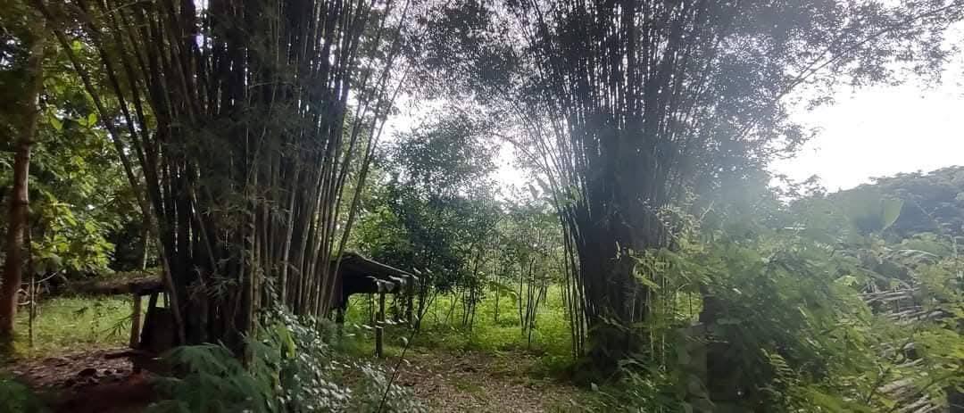 ที่โฉนด ขนาด110มีตรว ราคา280,000ห่าง7-11เพียง1โล  ไฟฟ้าถึงหน้ากว้างติดถนนคอนกรีต17เมตร ด้านในมีต้นไผ่ ขนุน,น้อยหน่า,มะม่วง,กล้วย ต้นสัก,ตะไคร้ 6