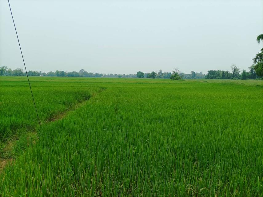 ขายที่ดิน ราคา8,000บาท/ตร.ว. ต.สง่าบ้าน อ.ดอยสะเก็ด จ.เชียงใหม่ 8