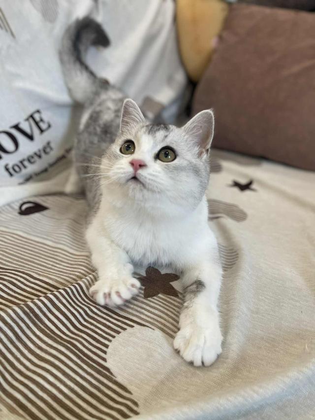 สาวสก็อตติชแท้ 15