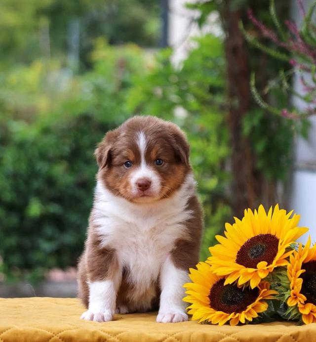 พร้อมปล่อยสุนัข Australian Shepherd 3