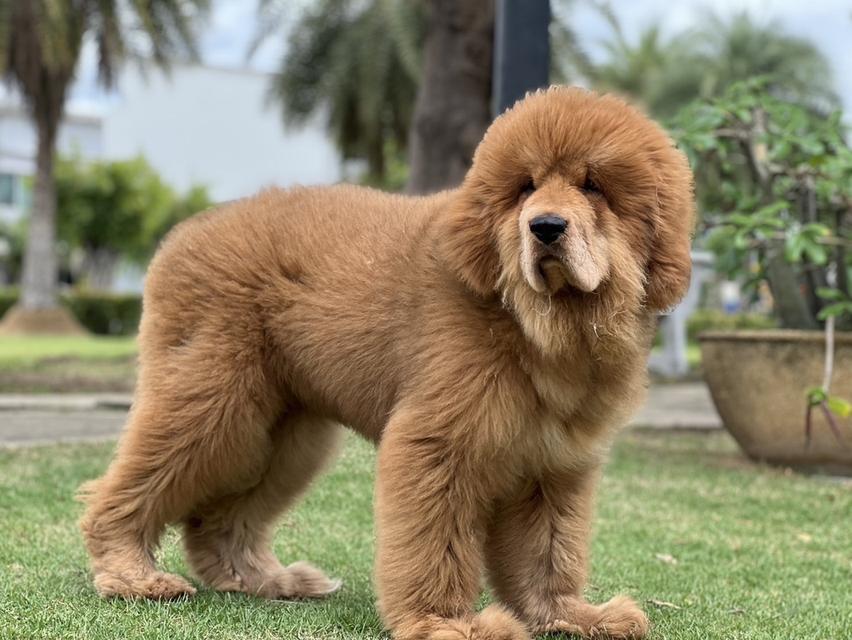 ทิเบตัน มาร์ฟทิฟ นำเข้าจากประเทศจีน