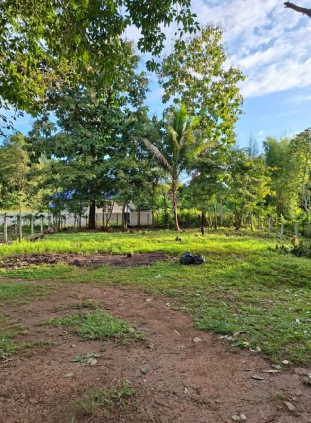 ขายที่ดิน ที่สวนแม่ฮ่องสอน 3