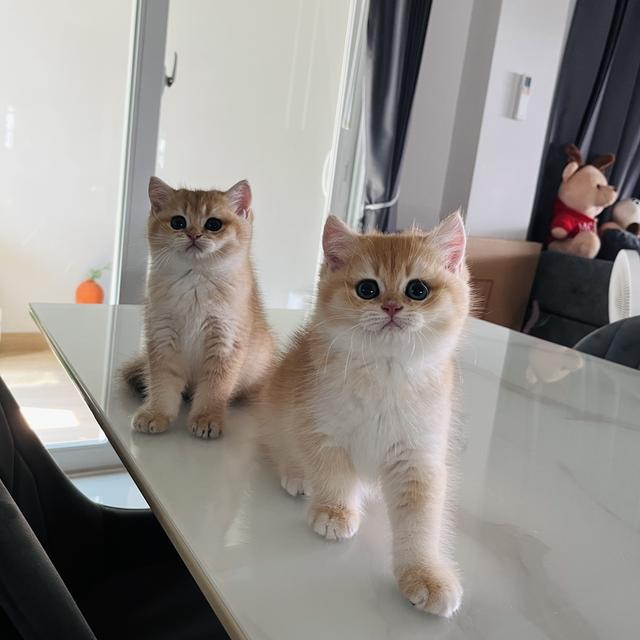 เปิดจองเด็กๆ บริติชช็อตแฮร์ รูปที่ 4