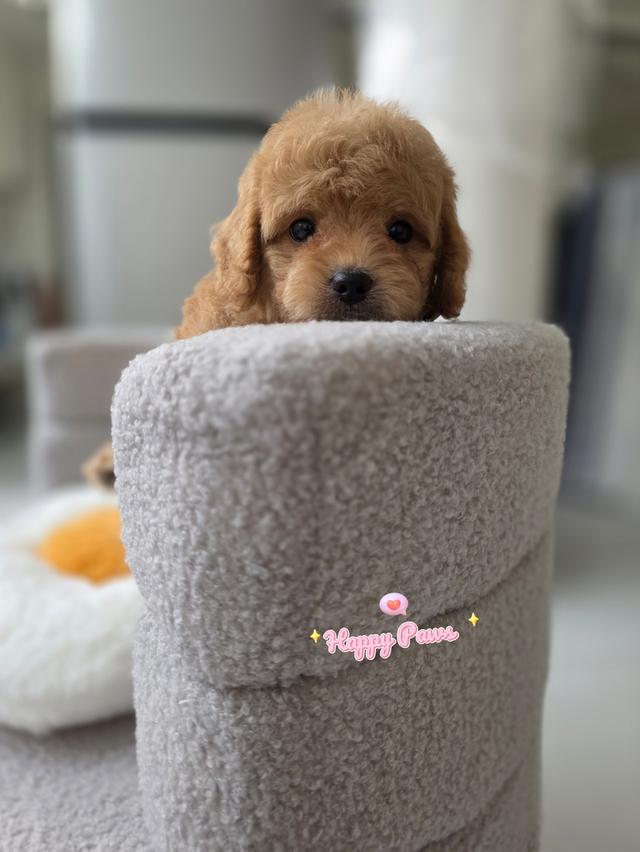 น้องหมาพุดเดิลทอยส์น่ารักๆ