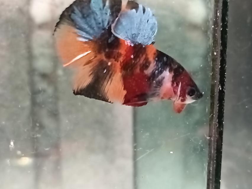 ปลากัดสวยงาม ทุกสายพันธุ์ รูปที่ 2