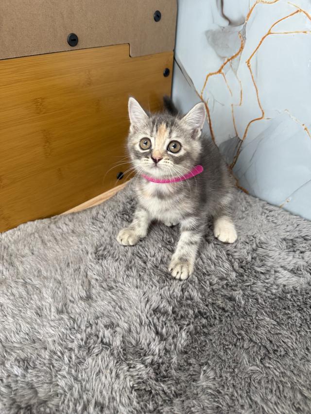 ลูกแมวสายพันธุ์สก๊อตติช 2